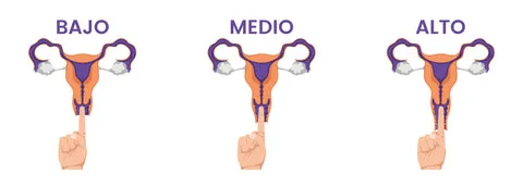 Comparativa de tallas de copa menstrual PapayaCup