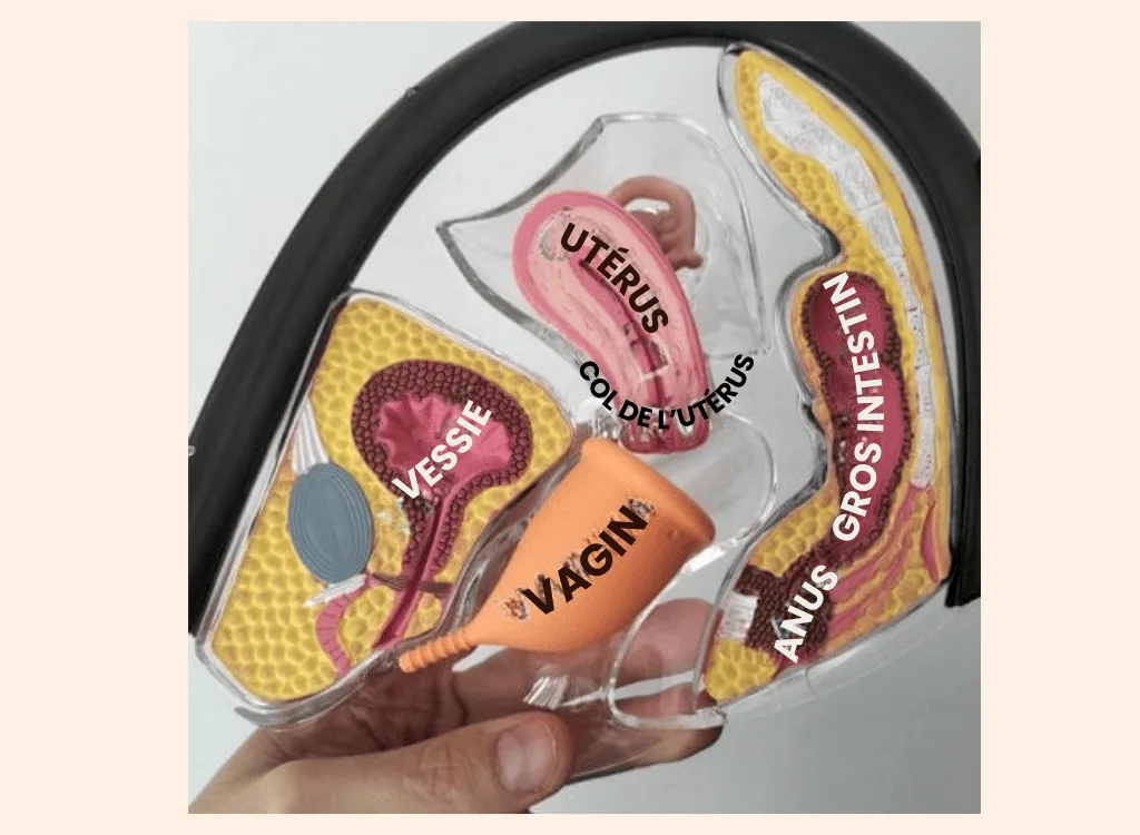 Comment mettre la coupe menstruelle?