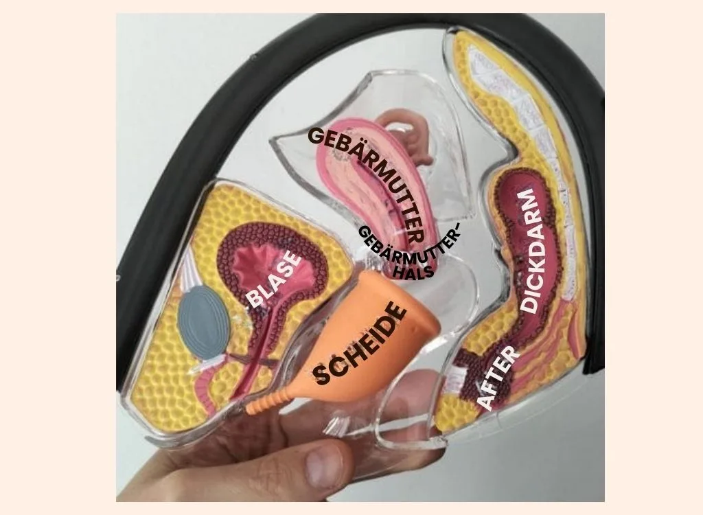 german, Wie setze ich die Menstruationstasse ein? Bild was zeigt, wie die Menstruationstasse im Körper sitzt