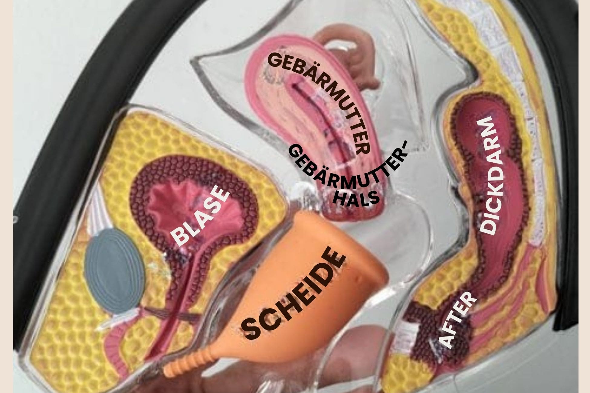 PapayaCup Menstruationstasse Einführen wie setze ich die Periodentasse ein