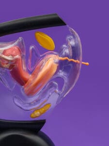 Sitz der Menstruationsscheibe PapayaDisc