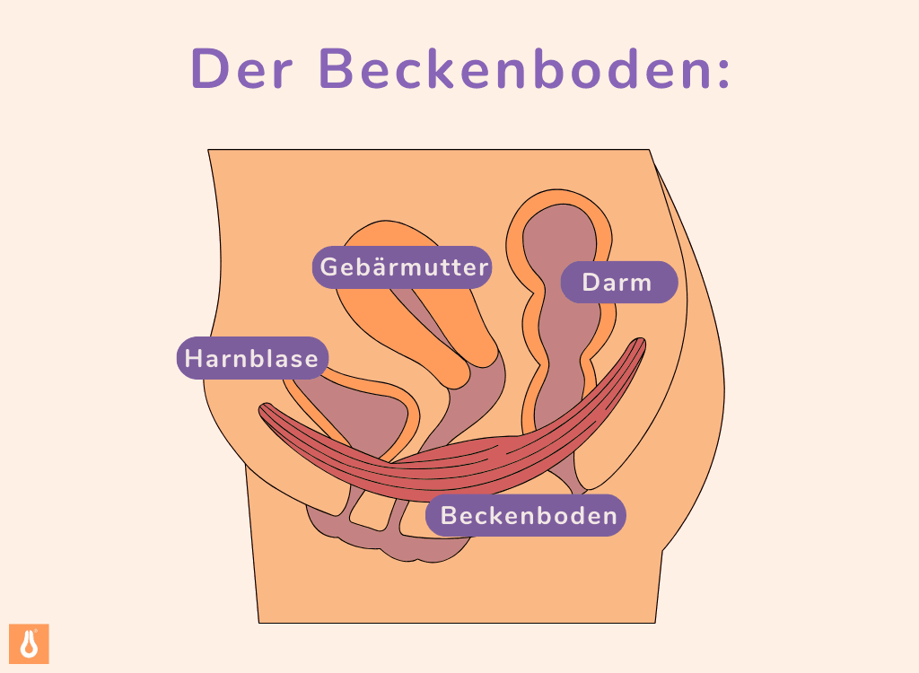 Beckenboden Querschnitt für Beckenboden Übungen verstehen