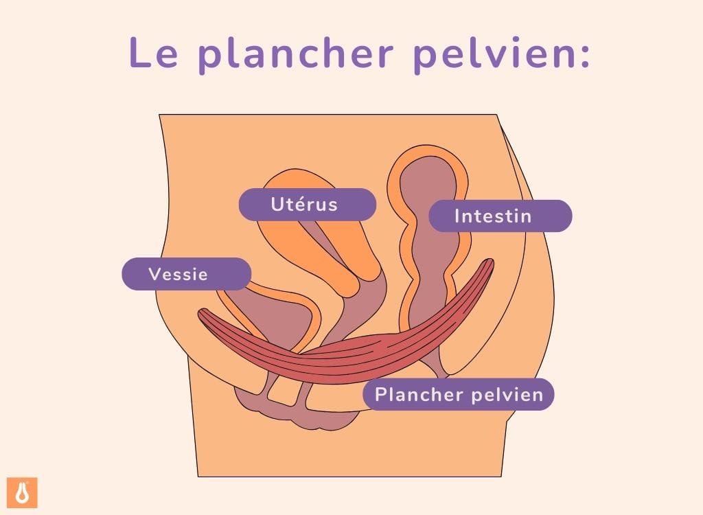 FR the pelvic floor image