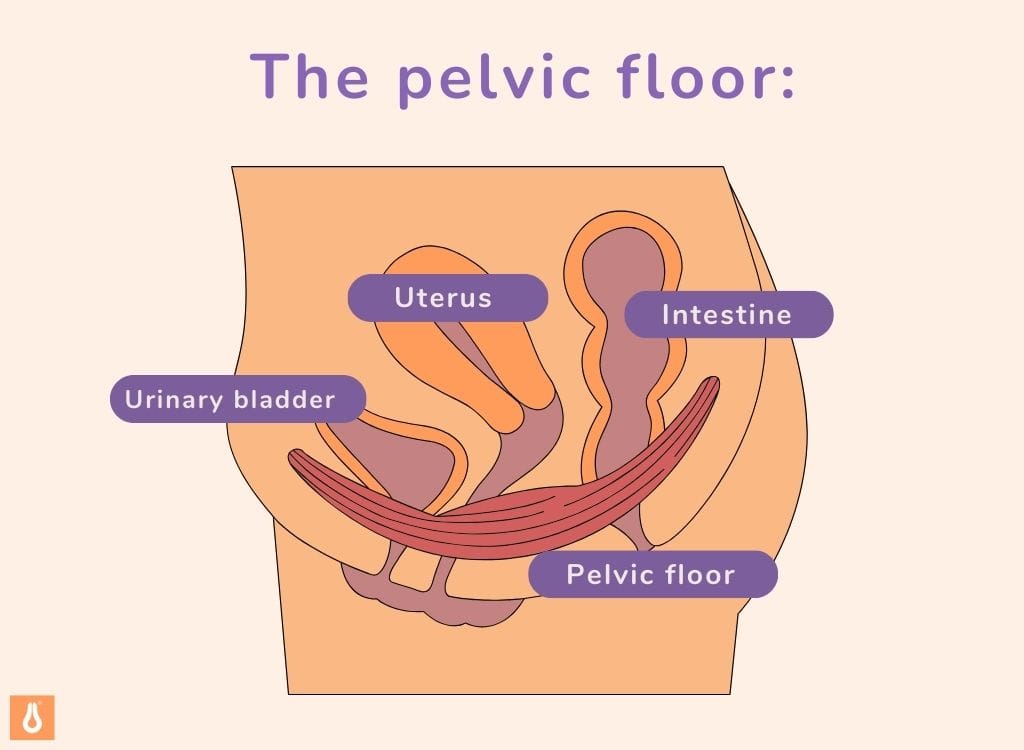 ING the pelvic floor image