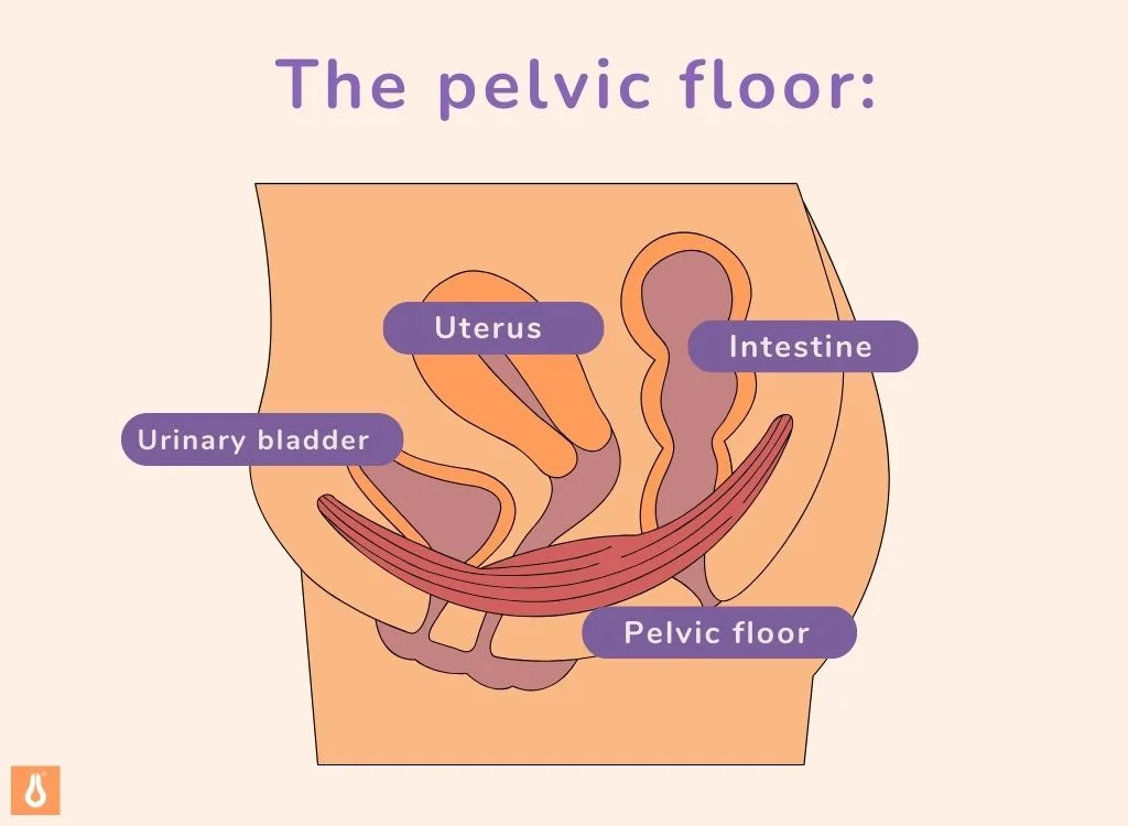 ING the pelvic floor image