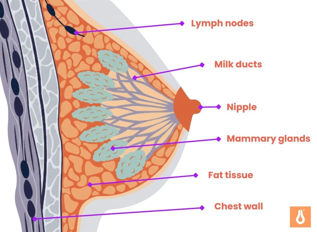 Recognizing_breast_cancer_symptoms_Here_the_structure_of_the_breast_is_explained