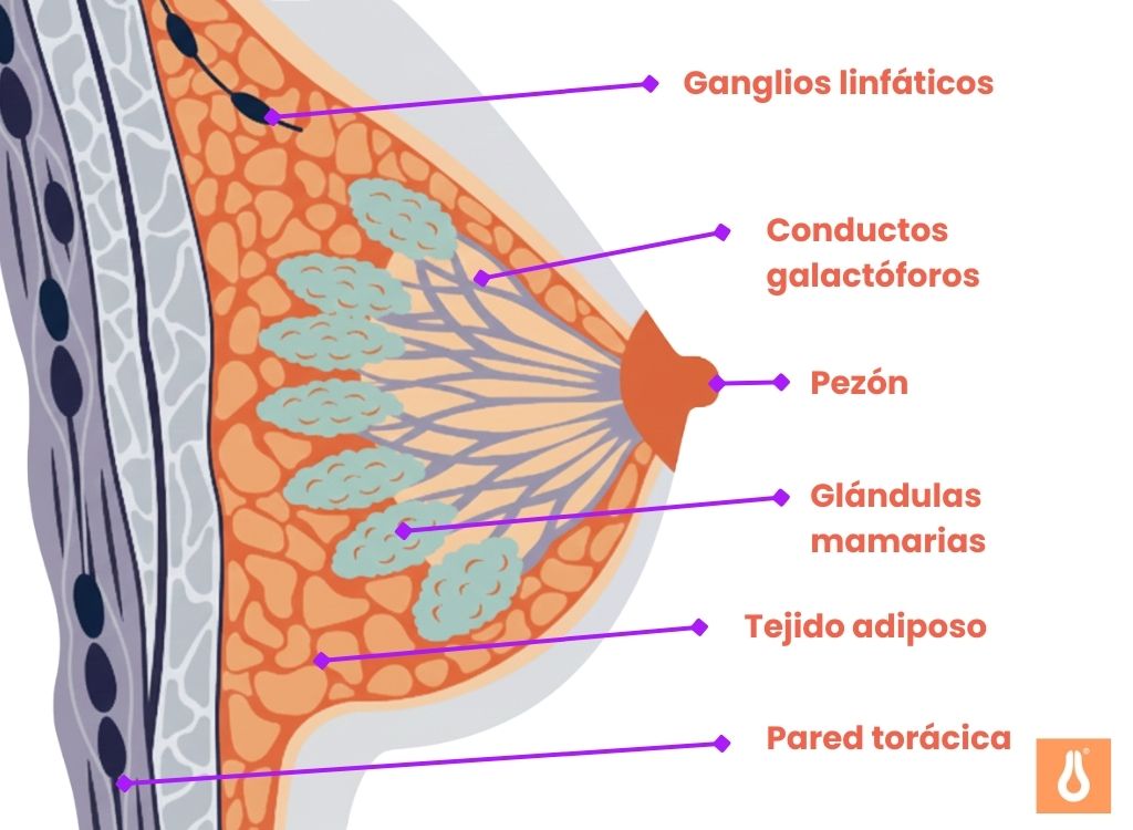 Reconocer_los_síntomas_del_cáncer_de_mama_Aquí_se_explica_la_estructura_de_la_mama