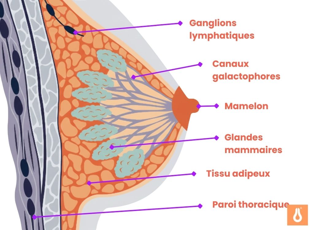 Recognizing_breast_cancer_symptoms_Here_the_structure_of_the_breast_is_explained