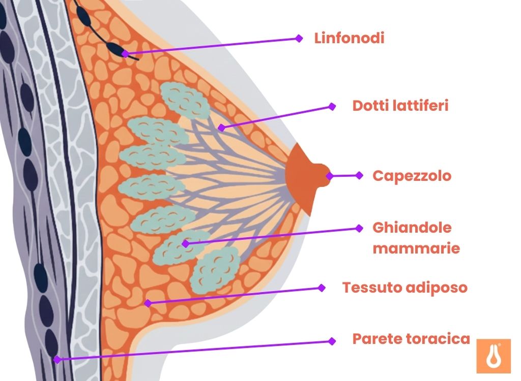 Riconoscere_i_sintomi_del_tumore_al_seno_Qui_viene_spiegata_la_struttura_del_seno