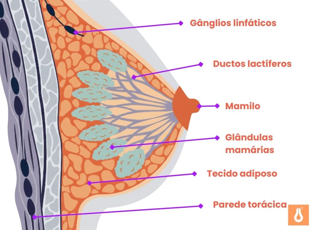 Reconhecer_os_sintomas_do_câncer_de_mama_Aqui_a_estrutura_da_mama_é_explicada