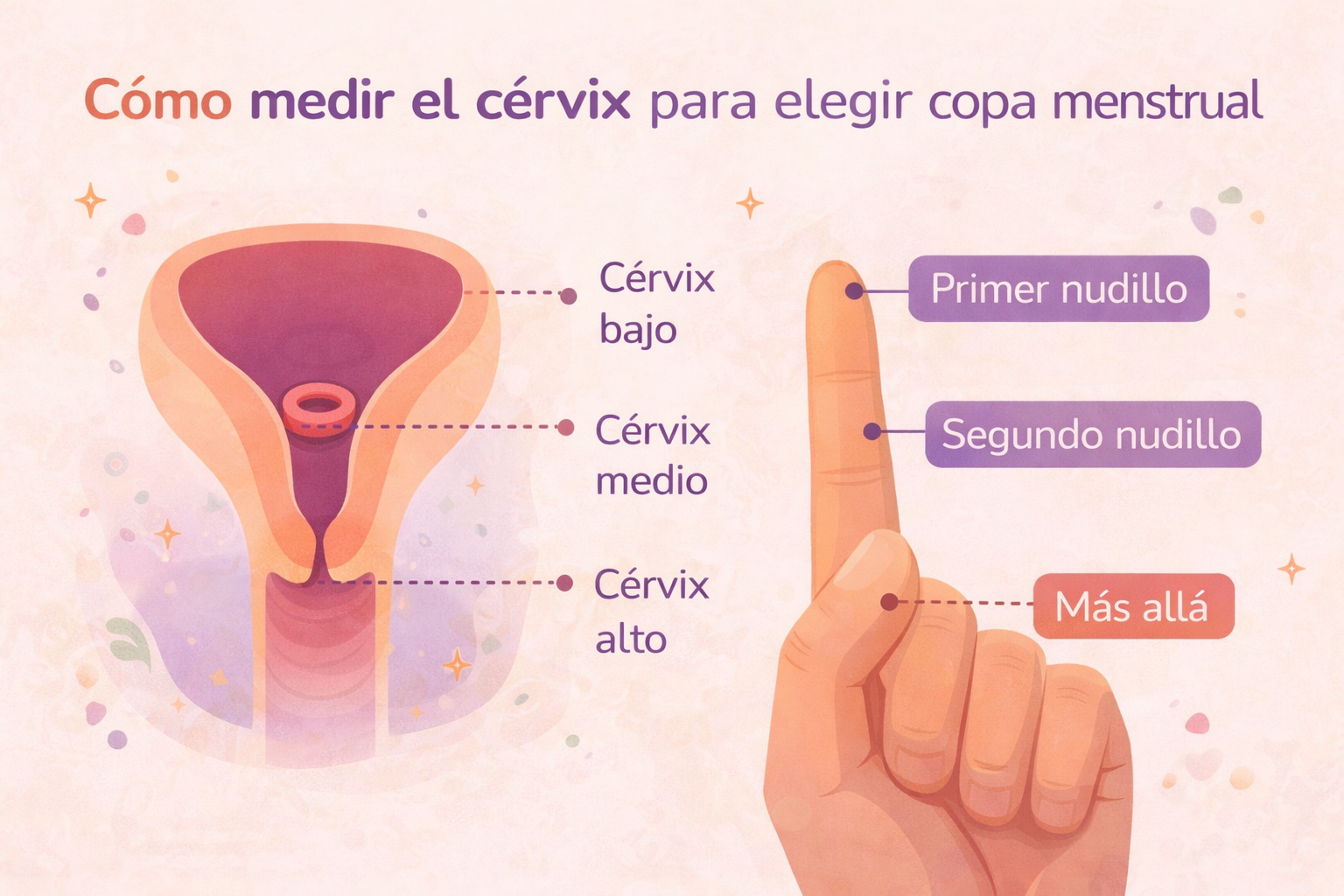 Cómo medir el cérvix para elegir copa menstrual