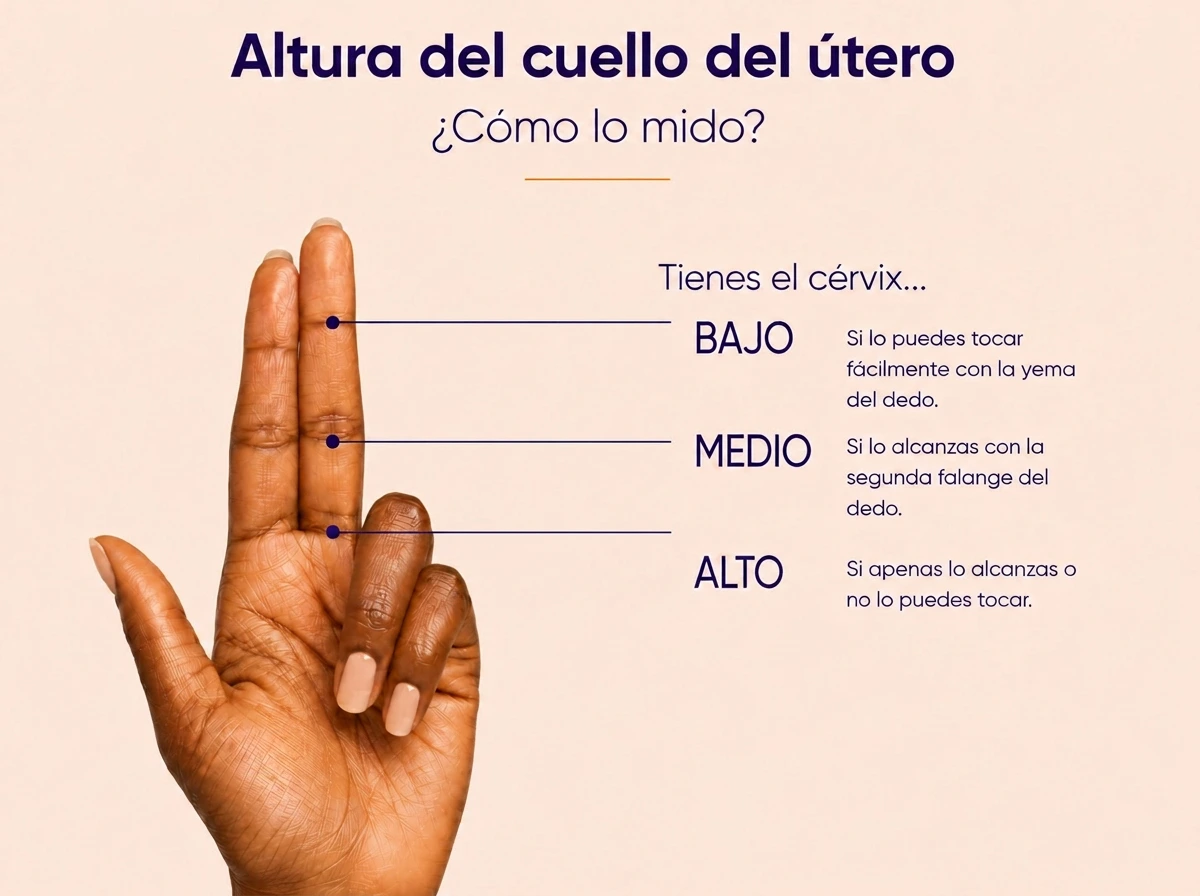 infografia que informa sobre como encontrar la altura del cuello del útero
