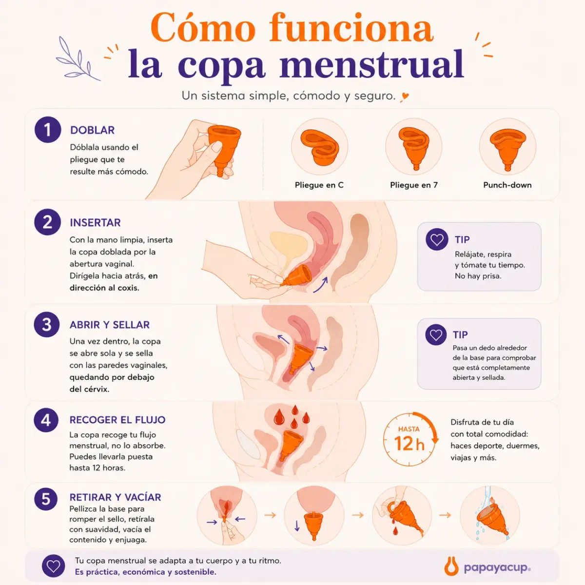 explicacion grafca sobre como funciona la copa menstrual de papaya cup