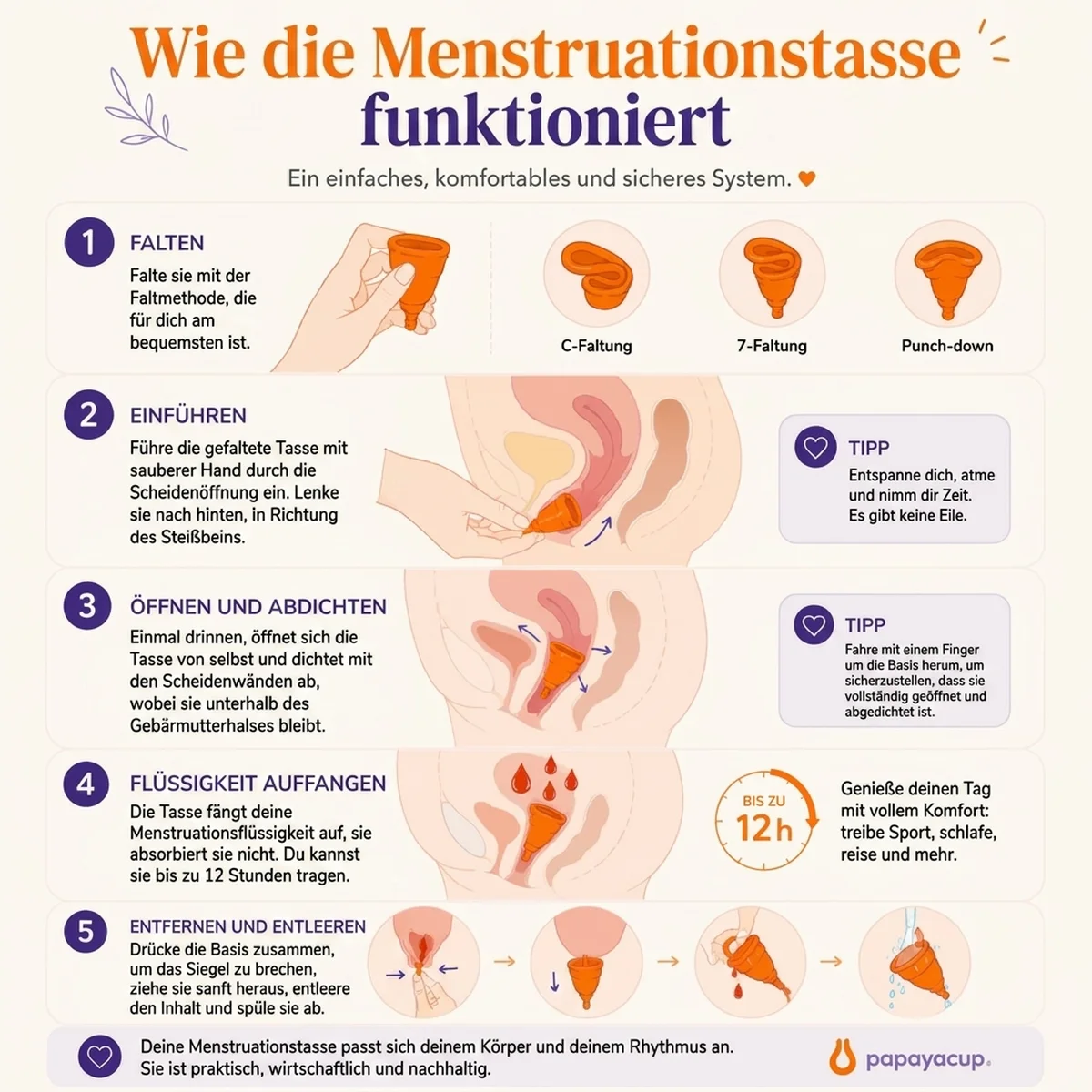 grafische Erklärung, wie die Menstruationstasse von PapayaCup funktioniert