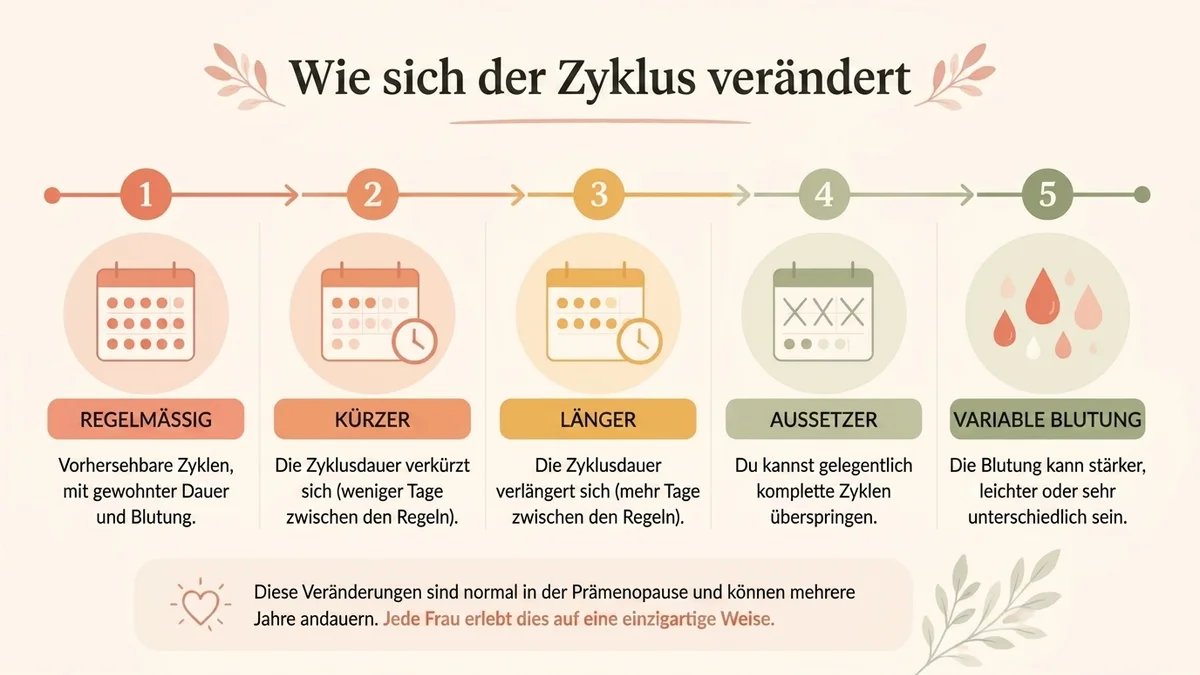 Infografik über die Veränderungen im Zyklus während der Prämenopause