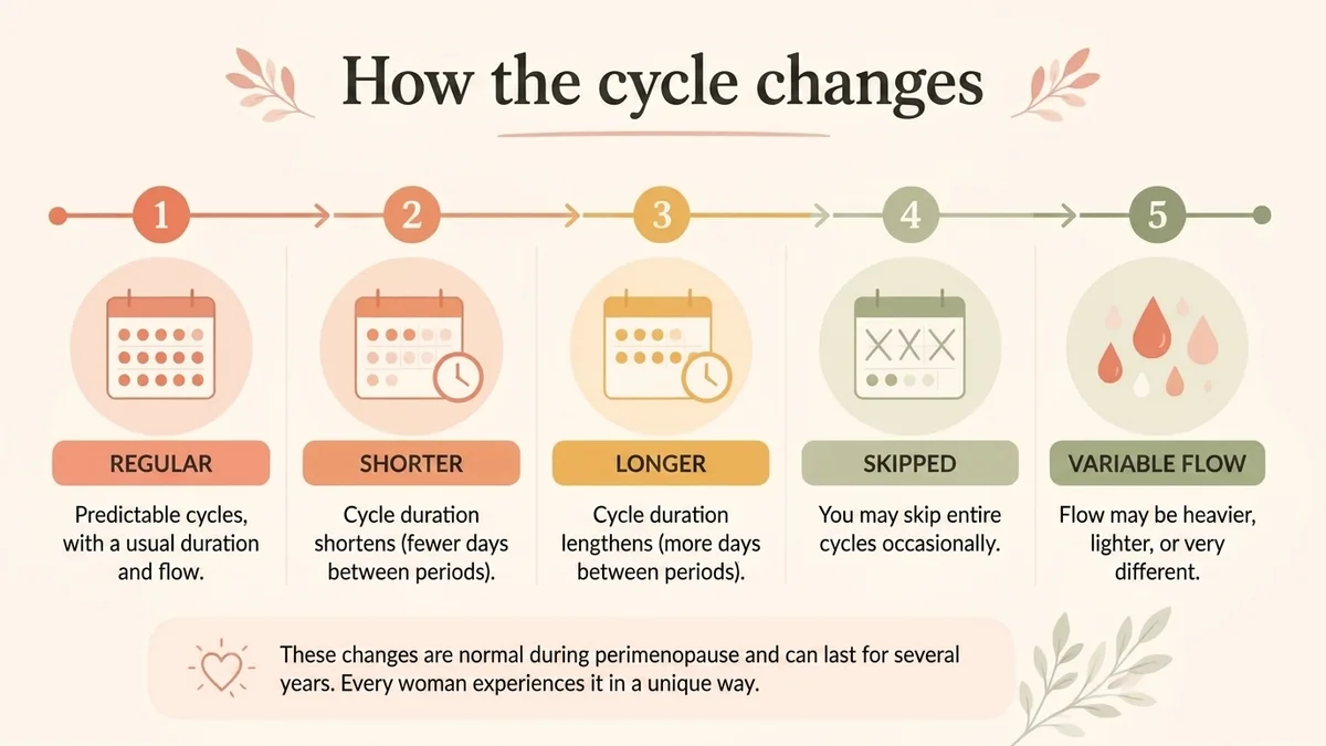 infographic on how the cycle changes during perimenopause