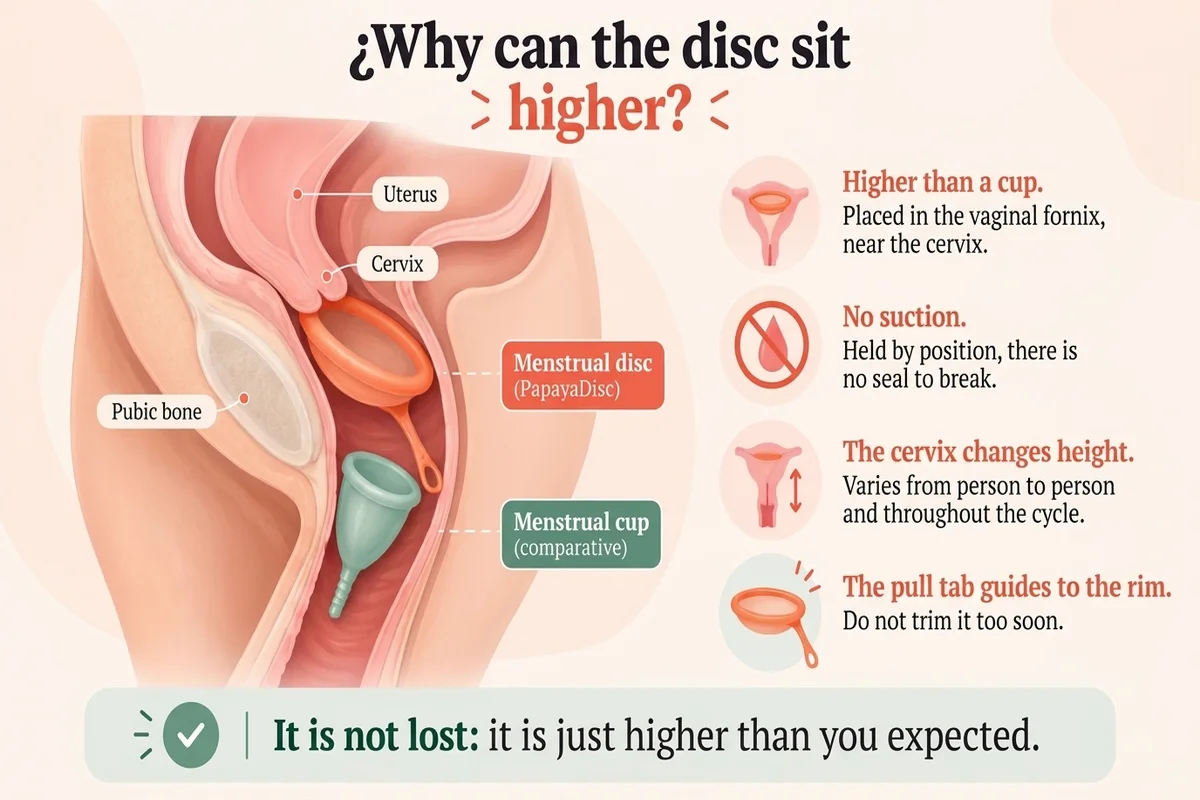 Educational infographic explaining why the menstrual disc can be higher up